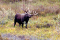 Moose Bull 2000_DxO