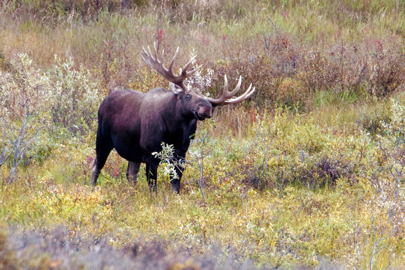 Moose Bull 2000_DxO