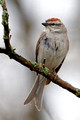 Chipping Sparrow 0007_DxO
