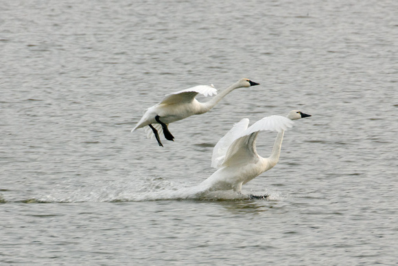 Swans Land_1446