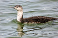 Loon Red Throat_9899