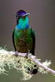 Talamanca Hummingbird_9637