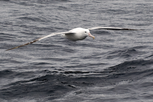 Southern Royal Albatross_0387_DxO