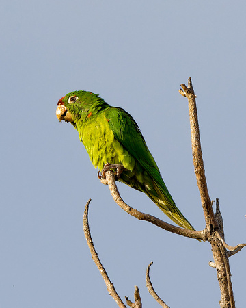 Red Lored Parrot_6786