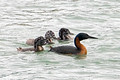 Great Grebes_0248