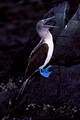 Blue Footed Booby 3