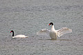 Black Necked Swans_0196