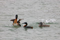 Great Grebes_0240