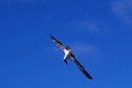 Blue Footed Booby Flight