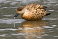 Crested Duck_0163