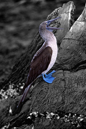 Blue Footed Booby 3 BW