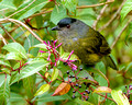 Black and Yellow Silky Flycatcher F_9563