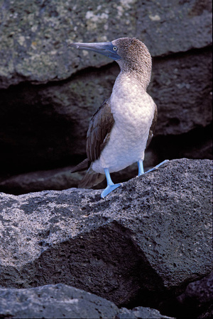 Blue Footed Booby 2