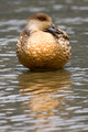 Crested Duck_0161