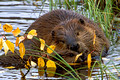 Beaver Pair 1