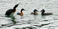 Great Grebes_0252