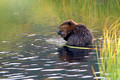 Beaver Baby 1
