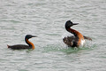 Great Grebes_0242