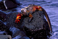 Galapagos 2004